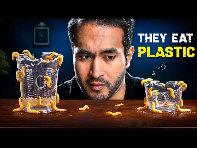 How these Tiny Organisms that Eat Plastic Can Save Humanity