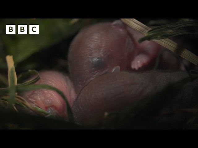 Can this bank vole keep her pups safe? - BBC