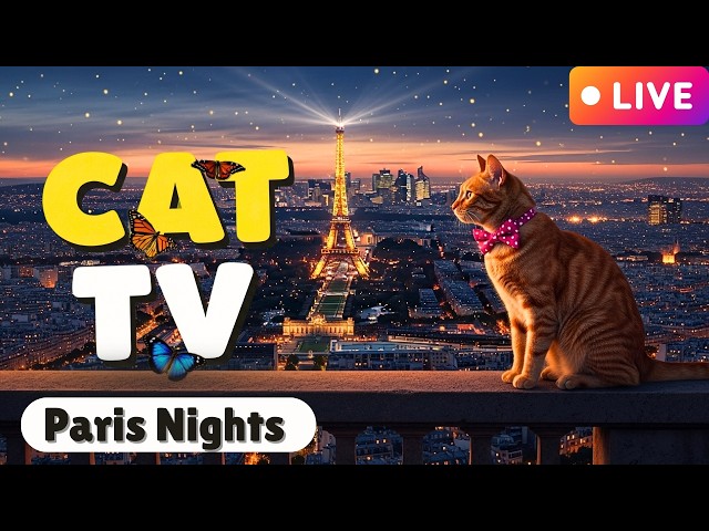 🔴[Cat TV Stream]Jolly The Cat: The Paris Nights Vacation😼Stimulating Visual Games For Kittens