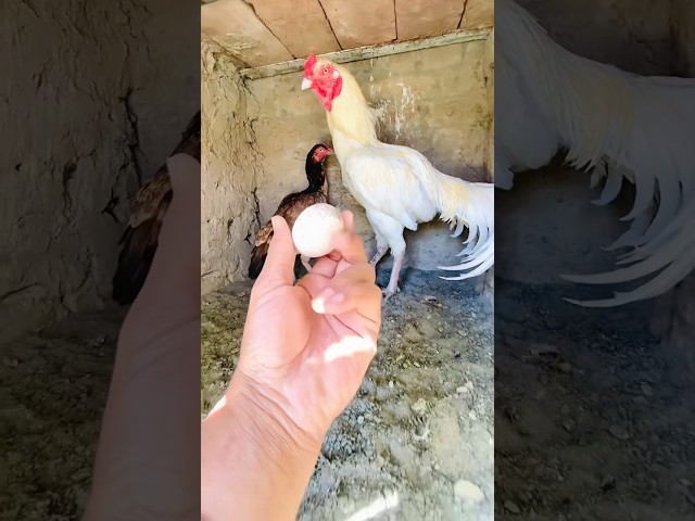 King by Surprise | All Mini | Syed vlog #Syedvlog #Pets #Vlog #Minizoo