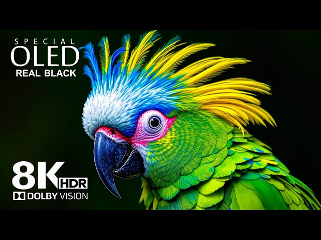 OLED TEST DEMO | UNSEEN Dolby Vision 8K HDR at 120 fps (8K Video)