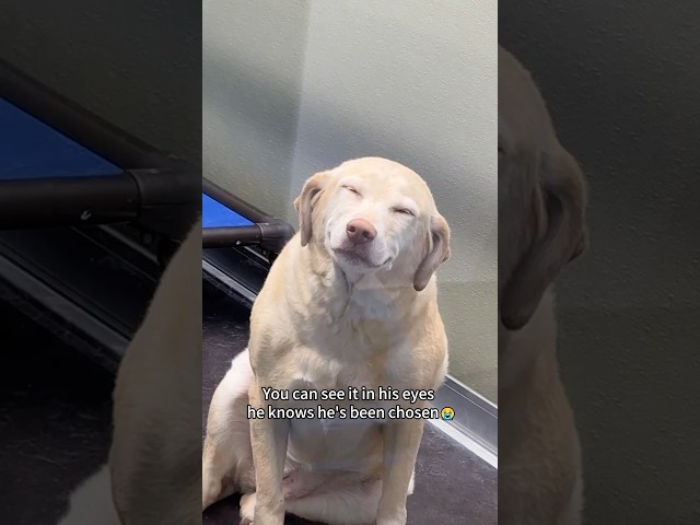 Dogs reactions after getting adopted ❤️😭 #foryou #dog #doglove #fyp #love