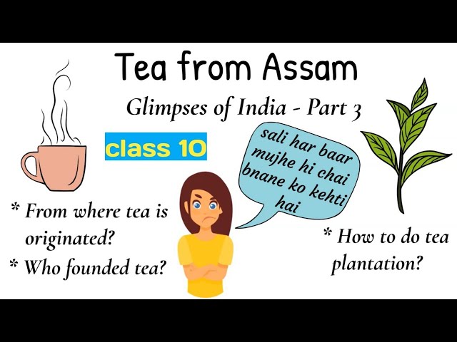 tea from assam class 10 / glimpses of india 3 / tea from assam class 10 animation in hindi