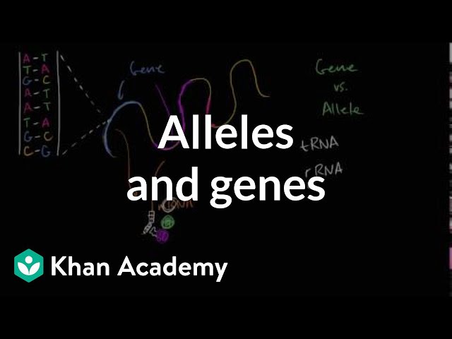Alleles and genes