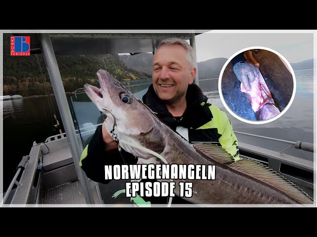 Norwegenangeln: Leng fangen & filetieren | Episode 15