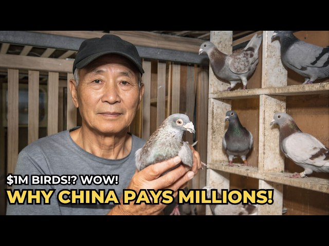 How China Dominated the World of Racing Pigeons : From Belgium to Beijing