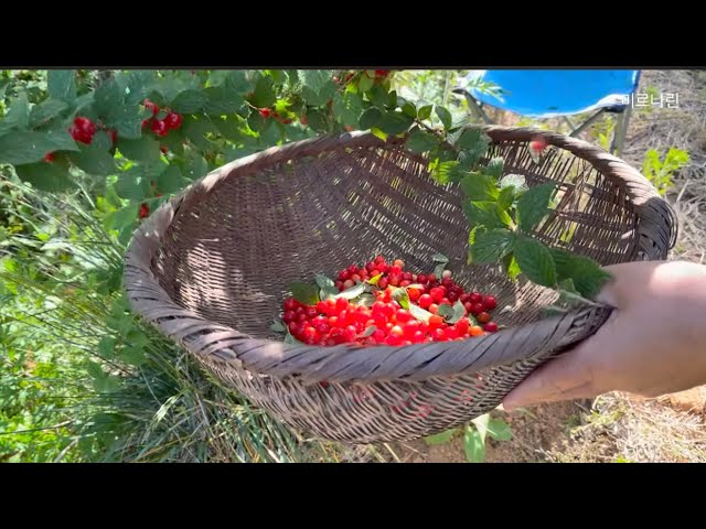 시골 일상 | 앵두 매실 따고 산에서 녹차 따기Korean Daily Life | Countryside Harvest