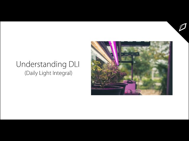 Understanding DLI (Daily Light Integral)