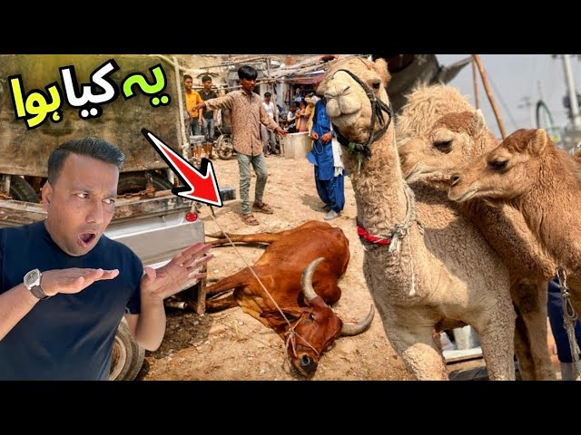 🔥 Malir Mandi Ke Bhatreen Soday | Karachi Cow Mandi Latest Rates 7 April 2026 😳
