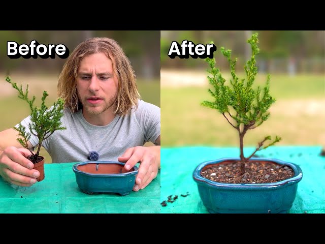 How to make a Juniper Bonsai Tree EASY