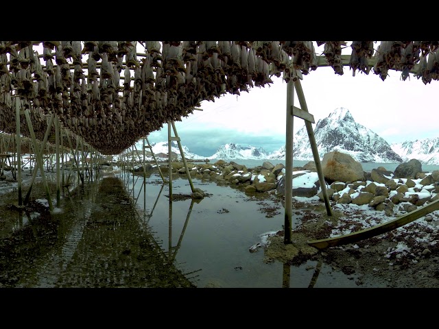 Reine Cod Fish Racks This is Lofoten 360VR 8K