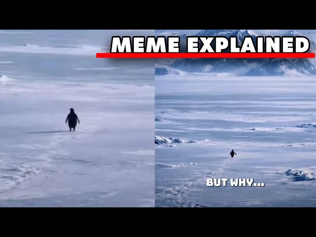 The “Nihilist Penguin” But Why? Meme Full Explanation