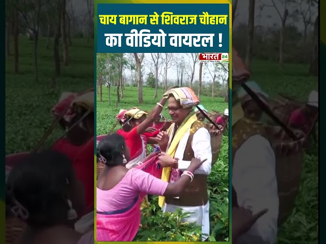 चाय बागान से Shivraj Chauhan का वीडियो Viral! | #shivrajsinghchouhan #bjp #teagarden #teaplantations