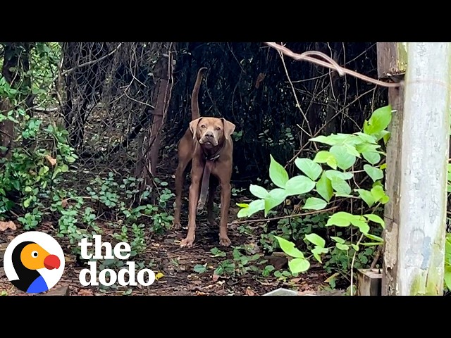 Weeks Of Trying To Save This Dog Finally Paid Off | The Dodo