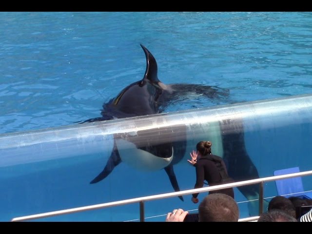 Killer Whales: Up Close at SeaWorld San Diego 3-21-15