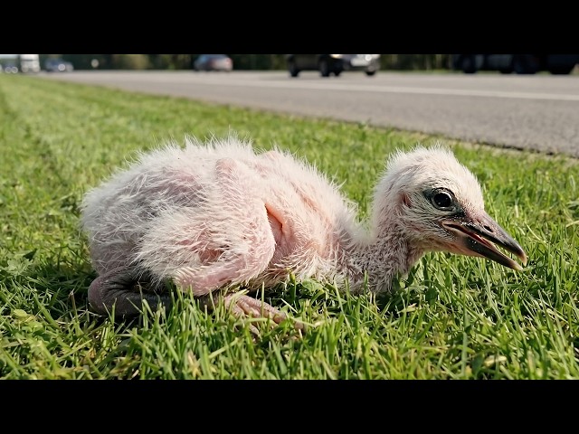 Rettung eines auf der Straße gefundenen Babystorchs