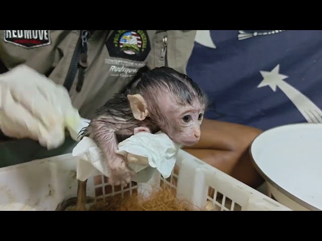 I DON'T KNOW WHAT WOULD HAPPEN TO THIS BABY MONKEY IF IT WASN'T RESCUED!
