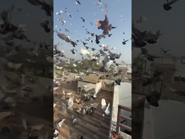 #kabootarbazi #kabootar #birds #shorts #short #ytshorts #youtubevideo #viral