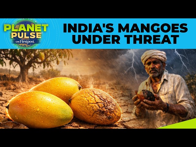 Climate Change Threatens India’s Mango Production | Planet Pulse | N18G
