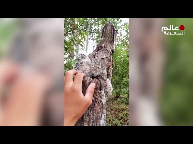 لو لم يصور هذا على الكاميرا لما صدقه أحد    مشاهد مذهلة حقا !!