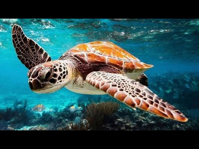 12 HOURS Relaxing Music for Stress Relief - Undersea Nature Relaxation Film + Meditation Music
