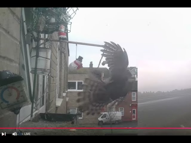 LIVE Great Yarmouth, Norfolk. Wild window birdcam & Weather