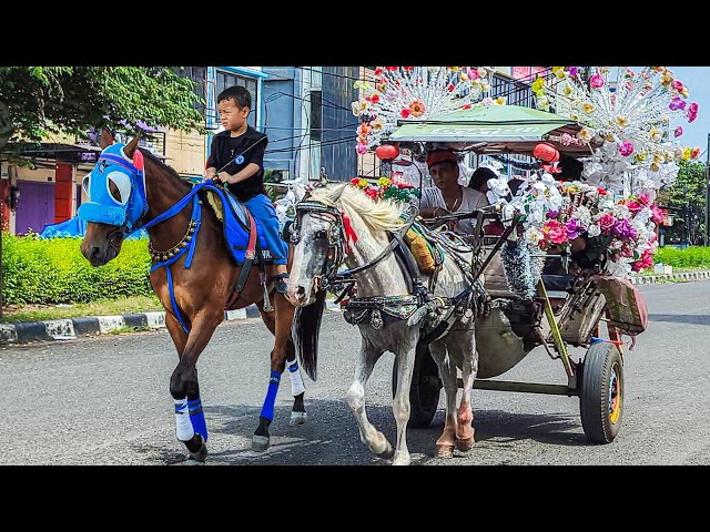 NAIK DELMAN ISTIMEWA | HORSE | KUDA DELMAN - KUDA