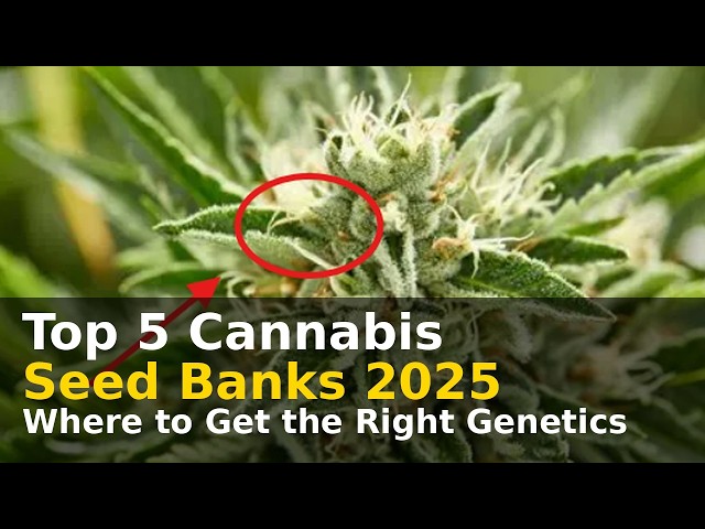 Top 5 Cannabis Seed Banks 2025 | Where to Get the Right Genetics