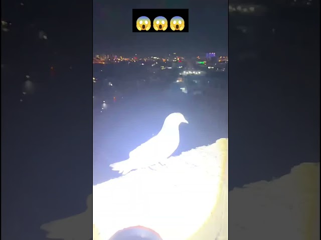 Eazy way to catch pigeon at night🕊️🕊️🕊️😱😱😱🕊️🕊️🕊️🙏😱😱😱🔴🔴🔴🔴🔴🔴