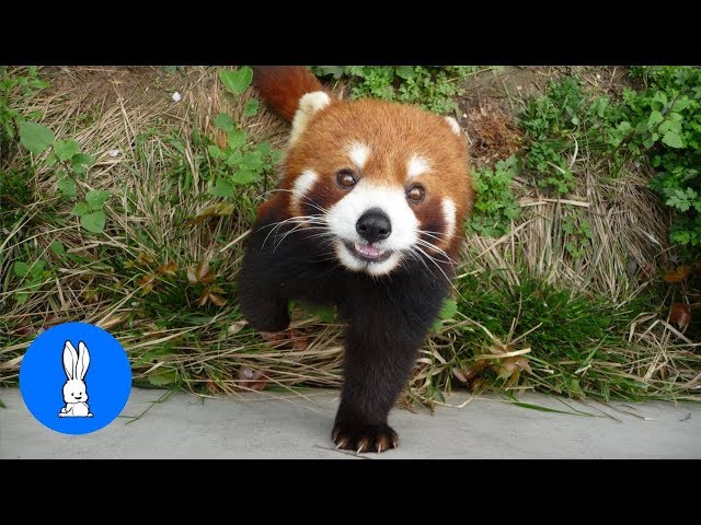 Most Adorable Red Panda - CUTEST Compilation