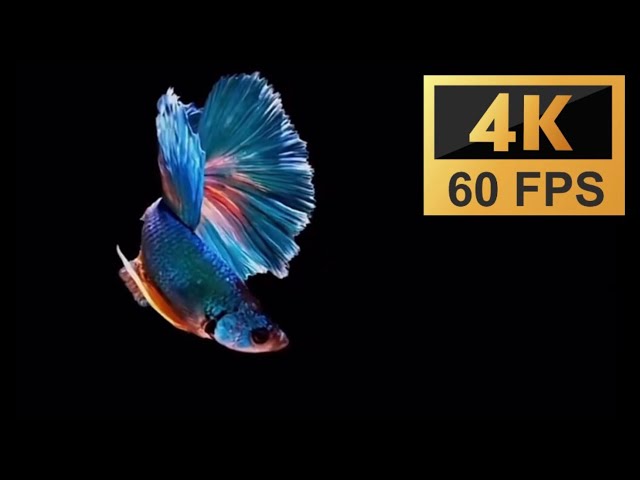 OLED / AMOLED display test 4K 60 FPS❤️