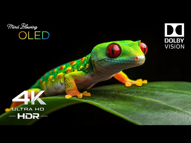MIND-BLOWING OLED COLORS 💫 Dolby Vision 4K HDR 60FPS Test Video