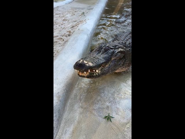 George drops the chicken when feeding Debo, the rescued alligator at Everglades Holiday Park