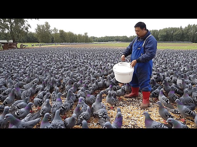 Inside Massive Pigeon Farms - How Chinese Farmers Raise Millions of Pigeons - Pigeon Meat Processing