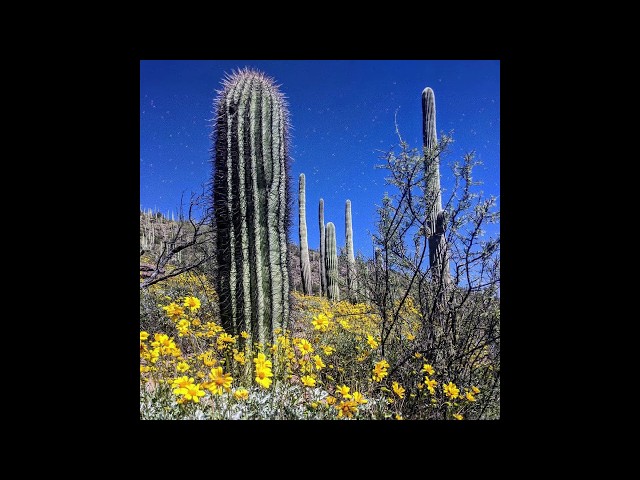 Rejoice O Bethany - English - Antiochian Orthodox Christian Hymn