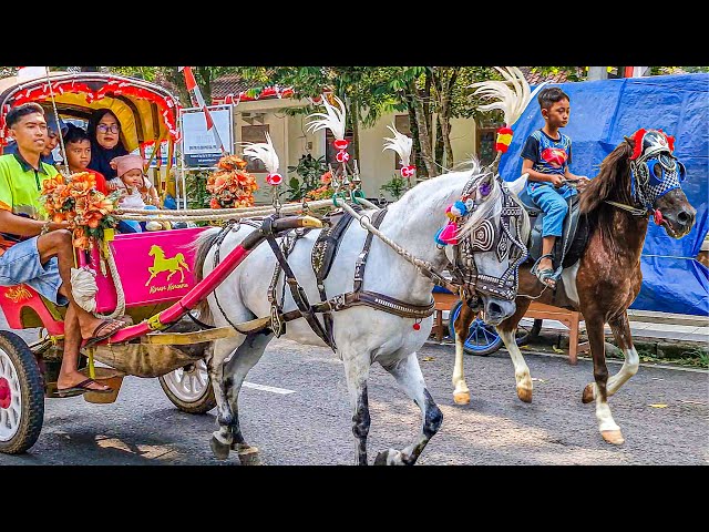 NAIK DELMAN ISTIMEWA | HORSE | KUDA - KUDA DELMAN