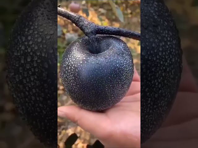 #sortvidio apple furtus this black apple for chaina