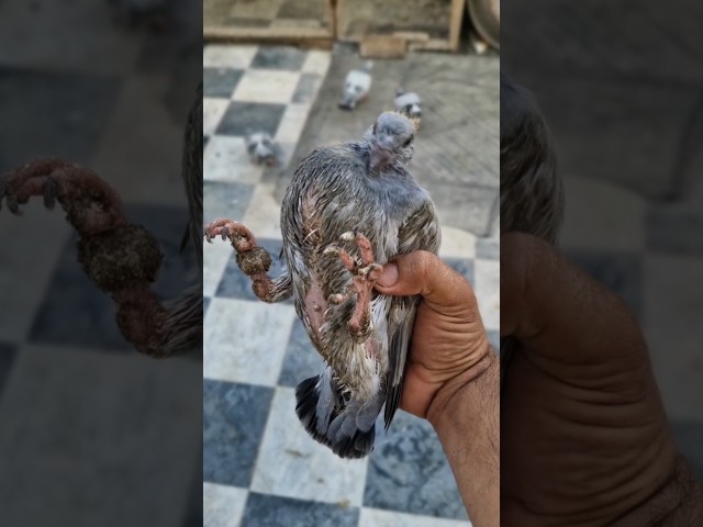 😲pigeon growth very fast😮 #youtube#short#video#viral#youtube#Arshid#pigeon#