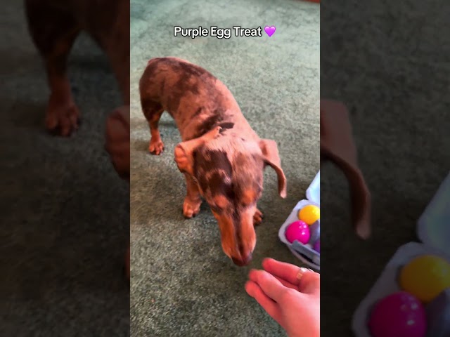 Egg-citing Taste Test 🥚