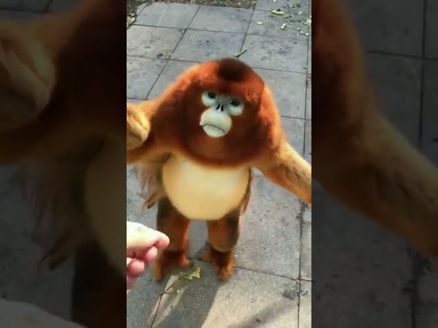 Golden Snub-Nosed Monkey Eating Berries