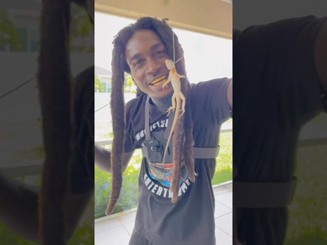 How to catch lizards for bait 🦎 #hoodfishing