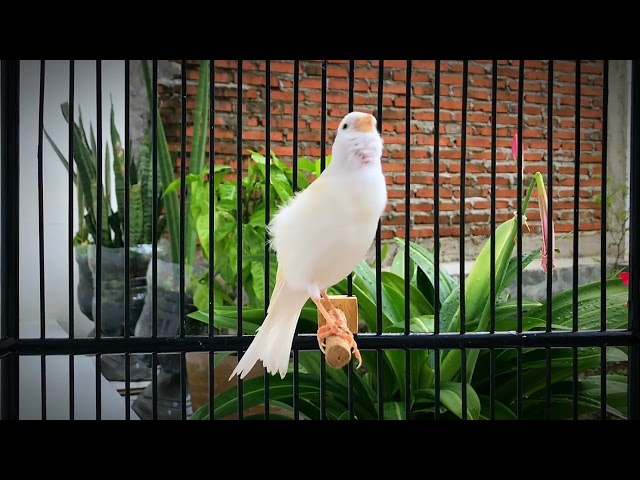 Your Canary Won’t Stop Singing After Hearing This Song! Belgian Canary