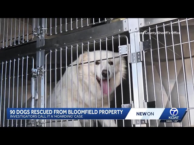 90 Great Pyrenees dogs rescued in Bloomfield hoarding case