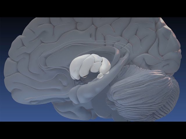 Neuroanatomy│Thalamus │ Brain 3D Animation │ Damir del Monte & Team │ Encephalon Hirnwelten