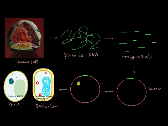 How was the human genome sequenced? | Molecular basis of inheritance | Biology | Khan Academy