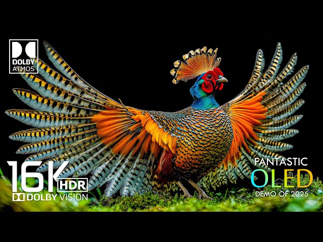 Amazing OLED Demo Dolby Vision HDR 16K Video ULTRA HD - Dolby Atmos
