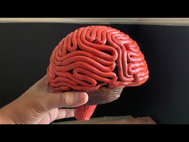 human brain model for science exhibition | 3d brain 🧠 model #biology project