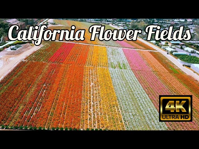 Beautiful California Flower Fields [DJI Drone Video]