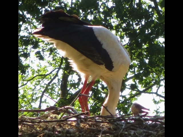 Storchenbabys in Gronau