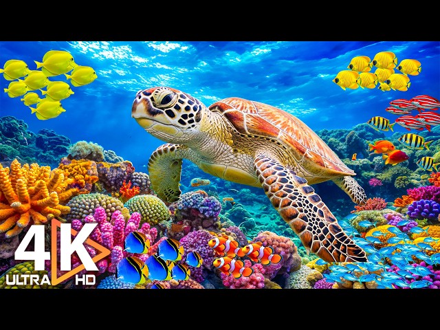 Animals of the Ocean 4K - Beautiful Coral Reefs, Sea Animals & Relaxing Music #29